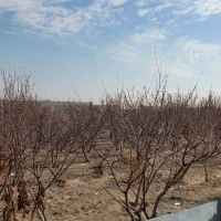 فروش باغ ۲۳۰۰ متر منطقه باغی قهجاورستان