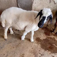 دوعددگوسفندماده ویک عددنر
