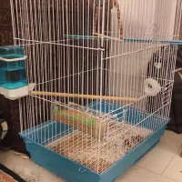 طوطی کوتوله  برزیلی ماده  آبی طوسی با قفس|پرنده|رشت, کوی مهر|دیوار