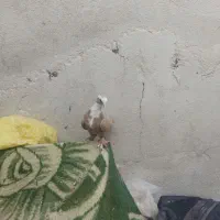 کبوتر کلاغ .سر سفید همه رنگ .کاکلی و بی کاکل|پرنده|اسلام‌شهر, شهرک امام حسین (میان آباد)|دیوار