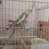 جفت عروس هلندی با4تاتخم معاوضه بامرغ عشق