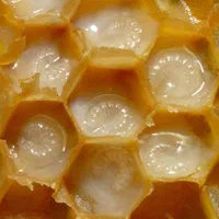 آموزش زنبورداری کندوداری تولید عسل ارگانیک|خدمات آموزشی|تهران, فردوسی|دیوار