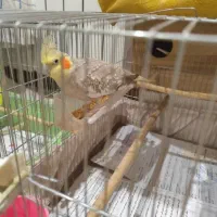 پرنده عروس هلندی