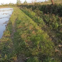 فروش زمین کشاورزی در اتوبان سراوان فومن|فروش زمین و ملک کلنگی|رشت, گلزاران|دیوار