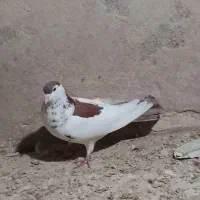 کفتر صید|پرنده|تایباد, |دیوار