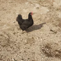 مرغ تخم گذار با خروس ۶۳۰مقطوع