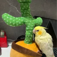 عروس هلندی ۲ ماه لوتینو