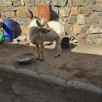 بز ماده خارجی بز نر خارجی اصیل|حیوانات مزرعه|سنندج, |دیوار