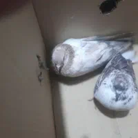 کبوتر
