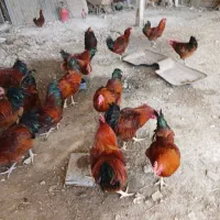 خروس محلی رسمی وسالم|حیوانات مزرعه|تنکمان, |دیوار