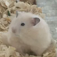 حراج همستر|موش و خرگوش|کاشان, باهنر|دیوار