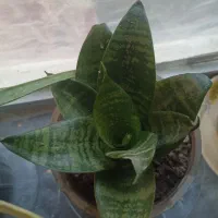 انواع گل|گل و گیاه طبیعی|فیرورق, |دیوار