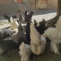 مرغ خروس و جوجه