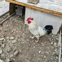 خروس محلی|حیوانات مزرعه|قشم, |دیوار