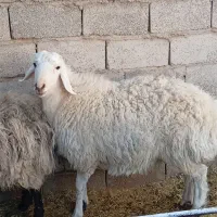کره و بره و میش شروع قیمت از ۵۵۰۰تومن به بالا|حیوانات مزرعه|کرمان, |دیوار