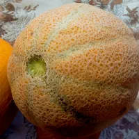 خربزه شیرین