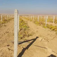 فنس کشی وداربست باغات بابهترین قیمت وکیفیت - حیدری