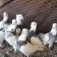 کبوتر|پرنده|کبودرآهنگ, |دیوار