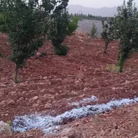 فروش باغ شخصی دالین|فروش خانه و ویلا|شیراز, تاچارا|دیوار