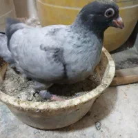 کبوتر موشی|پرنده|تهران, توحید|دیوار