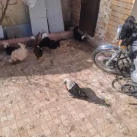 ۵ عدد مرغ۳خروس لهستانی زیبا