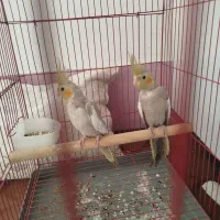 عروس هلندی دستی تخفیف داره تکی هم به فروش میرود