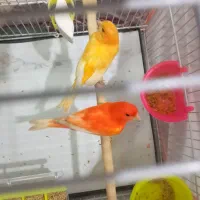 قناری سرخ اورجینال ردفاکتور|پرنده|مشهد, خرمشهر|دیوار