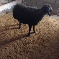 یک عددقوچ قارا|حیوانات مزرعه|نوبران, |دیوار