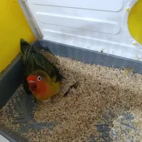 طوطی برزیلی لیلیان