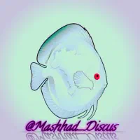 دیسکس گرید AAA