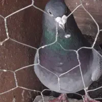 پلاکی  نر
