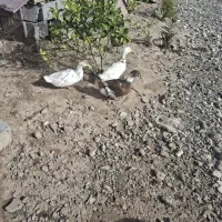 خروس مرغابی