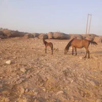 قاطر ماده و مادیون|حیوانات مزرعه|شیراز, بازار|دیوار