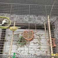 قناری یه جفت