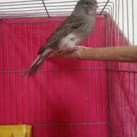 نرمست