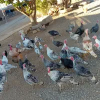 ۳۵ عدد بوقلمون|حیوانات مزرعه|نورآباد, |دیوار