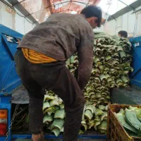 فروش پاجوش و برگ آلوورا|گل و گیاه طبیعی|بوئین زهرا, |دیوار