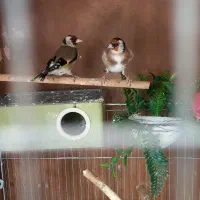 یک جفت سهره اهلی و یک عدد نر