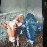 گوساله سالم وسرحال