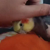 عروس هلندی نر سخنگو