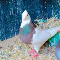 طوقی|پرنده|خرمشهر, |دیوار