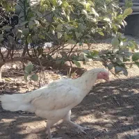 مرغ محلی|حیوانات مزرعه|میناب, |دیوار