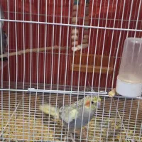 فروش عروس هلندی