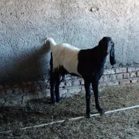 فروش یک عدد بز جوان