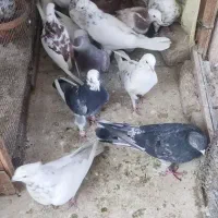 کفتر یجایی قرچک