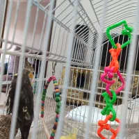 ۲تا عروس هلندی هستند با وسایل بازی ولانه