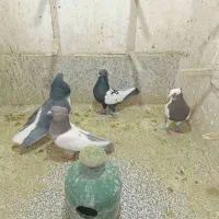 فروش کبوتر|پرنده|شیراز, سیلو|دیوار