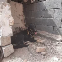 ماچ سراب افغان ۱ساله