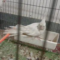 ۲ جفت عروس|پرنده|دوگنبدان, |دیوار