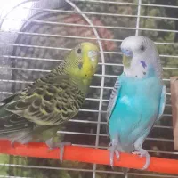 یک جفت مرغ عشق ۴۵۰ بدون قفس باقفس و لونه ۷۵۰